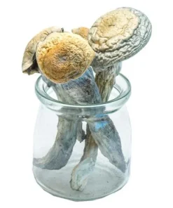 Buy Penis Envy uncut magic mushrooms.